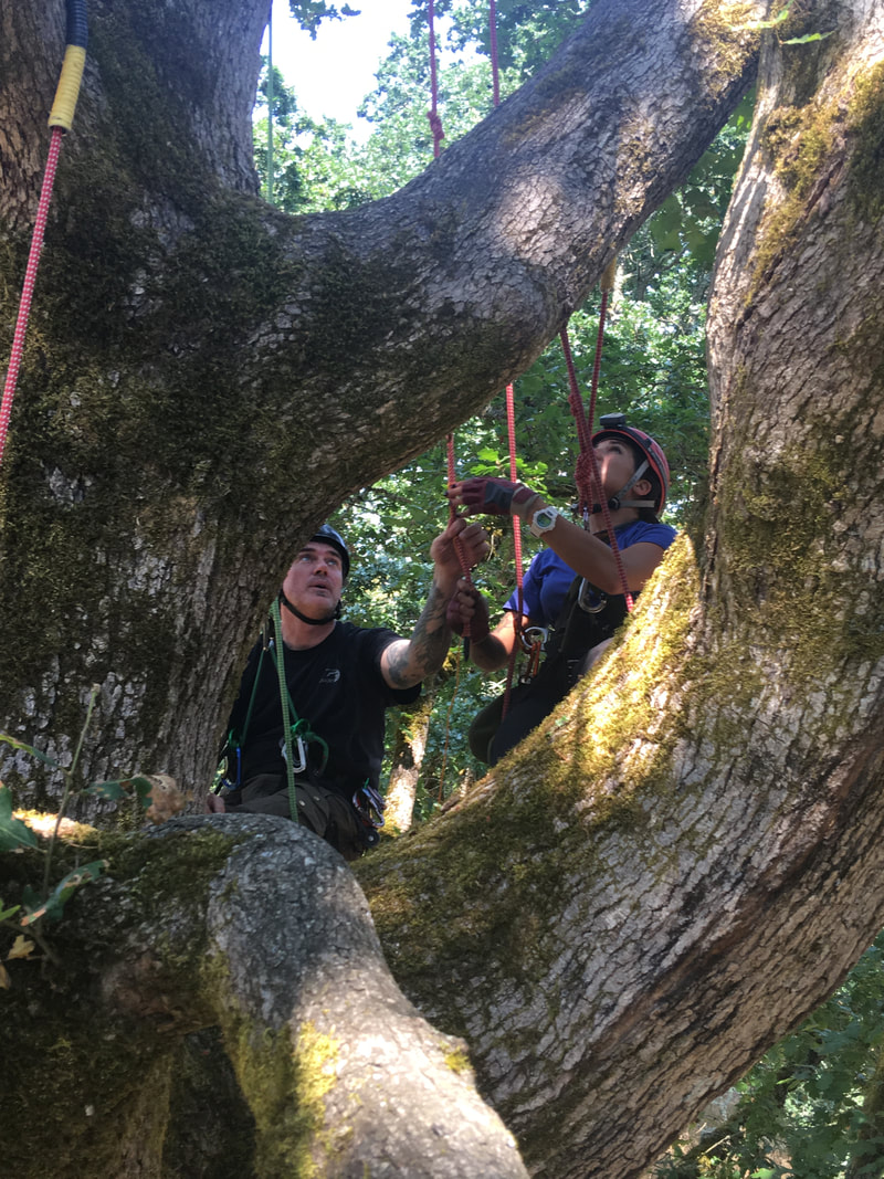 Climbing & Rope Work — Northern Grove Tree Service & Permaculture